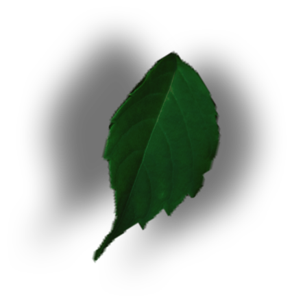 leaf png design